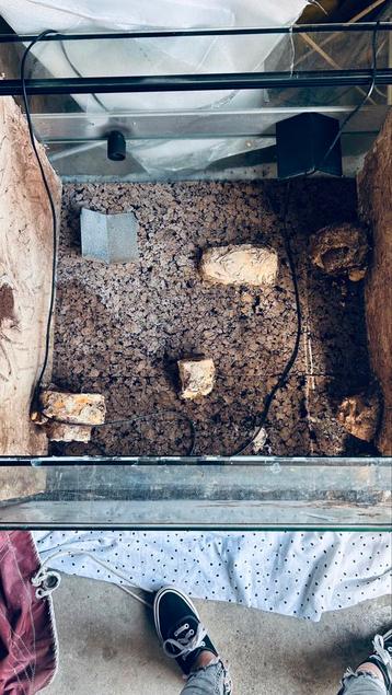 Groot terrarium (opknapper!) 80 x 80 x 50 beschikbaar voor biedingen