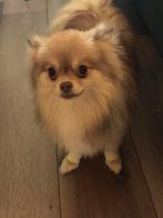 Woezel pomeriaan, Dieren en Toebehoren, Honden | Poolhonden, Keeshonden en Oertypen, Rabiës (hondsdolheid), Overige rassen, 1 tot 2 jaar