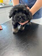 Bolonka Zwetna pups, Dieren en Toebehoren, Honden | Chihuahua's en Gezelschapshonden, Overige rassen, CDV (hondenziekte), 8 tot 15 weken