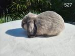 Enkele NHD beschikbaar, Dieren en Toebehoren, Konijnen, Meerdere dieren, Dwerg, Hangoor, 0 tot 2 jaar