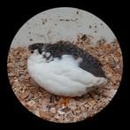 Gratis Chinese dwergkwartel man., Dieren en Toebehoren, Vogels | Overige Vogels, Mannelijk