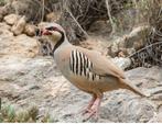 Gezocht broedeieren, Geslacht onbekend, Tropenvogel