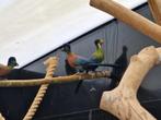 Witwangtoerako | Toerako's | Sierlijke vogels, veel keuze, Dieren en Toebehoren, Pluimvee, Meerdere dieren, Eend
