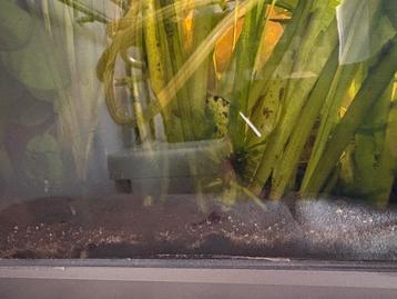 Vallisneria Spiralis beschikbaar voor biedingen