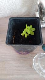Tulsi plant, Ophalen of Verzenden, Overige soorten