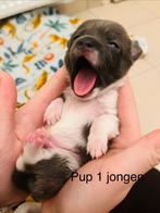 Prachtige Chihuahua pups, Dieren en Toebehoren, Honden | Chihuahua's en Gezelschapshonden, België, Particulier, 8 tot 15 weken