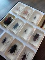Insecten in hars te koop, Ophalen of Verzenden, Zo goed als nieuw, Insect, Opgezet dier