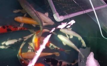 Import HQ Handpick koi - 40 /50 cm - Koidream Valburg beschikbaar voor biedingen