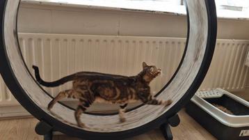 Katten looprad, loopwiel, catwheel, One Fast Cat beschikbaar voor biedingen