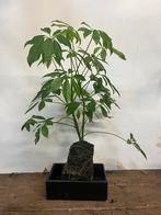 Schefflera op lavasteen – Bijzondere blikvanger, Ophalen, Overige soorten, Volle zon