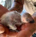 Alvast te reserveren baby grijze roodstaarten. Nog 1 te koop, Dieren en Toebehoren, Vogels | Parkieten en Papegaaien, Geslacht onbekend