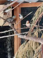 Koppel spitstaartamedines, Dieren en Toebehoren, Vogels | Overige Vogels, Meerdere dieren, Tropenvogel