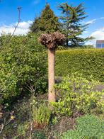 Twee catalpas, Tuin en Terras, Planten | Bomen, 250 tot 400 cm, Bolboom, Ophalen