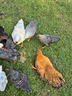Mooie jonge Wyandotte kippen/ hanen, Dieren en Toebehoren, Pluimvee, Geslacht onbekend, Kip