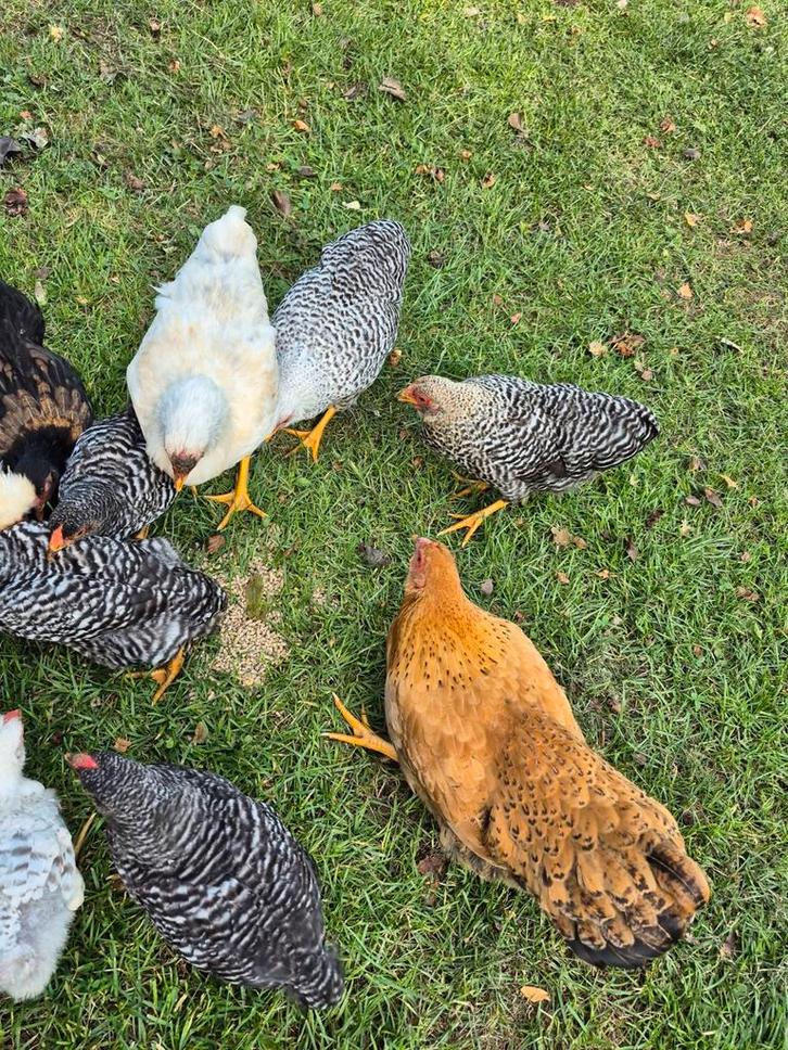 Mooie jonge Wyandotte kippen/ hanen, Dieren en Toebehoren, Pluimvee, Kip, Geslacht onbekend