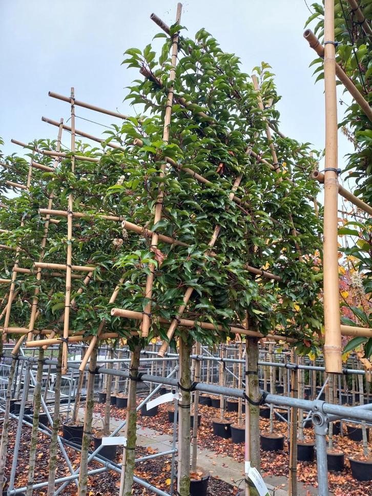 Bladbehoudende leiboom prunus lusitanica brenelia, Tuin en Terras, Planten | Bomen, Overige soorten, 100 tot 250 cm, Volle zon