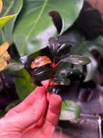 Bucephalandra sp. theia ‘Green’, Ophalen of Verzenden, Plant(en), Steen of Hout