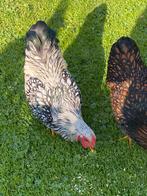 Wyandottte kriel zwat/zilver gezoomd gratis, Dieren en Toebehoren, Pluimvee, Mannelijk, Kip