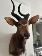 Opgezette Nyala Kop in Zeer Goede Conditie taxidermi, Ophalen of Verzenden, Zo goed als nieuw, Wild dier, Opgezet dier