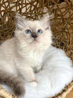 Bluepoint Ragdoll poesje met stamboom, Poes, Met stamboom