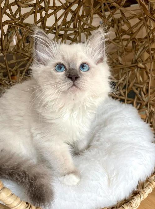 Bluepoint Ragdoll poesje met stamboom, Dieren en Toebehoren, Katten en Kittens | Raskatten | Langhaar, Poes, Met stamboom