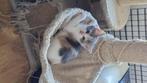 Kittens, Dieren en Toebehoren, Katten en Kittens | Raskatten | Korthaar, Meerdere dieren, Ontwormd, 0 tot 2 jaar