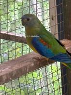 Turquoisine parkieten, Dieren en Toebehoren, Vogels | Overige Vogels, Meerdere dieren, Tropenvogel, Geringd