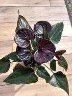 Anthurium black love, Overige soorten, Minder dan 100 cm, Bloeiende kamerplant, Halfschaduw