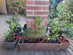 Oleanders diverse kleuren en afmetingen oleander eigen kweek, Volle zon, Vaste plant, Zomer, Ophalen