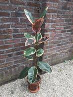 Ficus elastica ‘Belize’ (Rubberboom), Huis en Inrichting, Ophalen, Ficus, 100 tot 150 cm, Halfschaduw