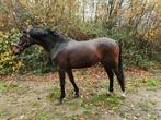 Top gefokte 2.5 jarige spring merrie, Merrie, Springpaard, Gechipt, 3 tot 6 jaar