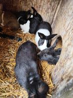 Hollander konijn, Dieren en Toebehoren, Konijnen, Meerdere dieren, Middelgroot, 0 tot 2 jaar