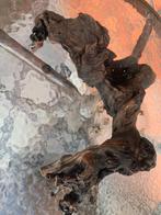 Kienhout, Ophalen, Gebruikt, Plant(en), Steen of Hout