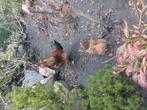 Watermaalse baardkriel  plus wat brahma, Dieren en Toebehoren, Meerdere dieren, Kip