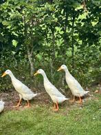 Koppeltje witte indische loopeenden, Dieren en Toebehoren, Pluimvee, Meerdere dieren, Eend