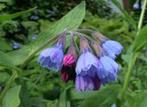 Symphytum gr.Hidcote blue (smeerwortel) blauw-rose vaste pla, Vaste plant, Volledige schaduw, Lente, Ophalen