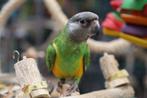 Bonte Boertjes of Senegal papegaai | Getest op ziekte en DNA, Papegaai, Meerdere dieren, Pratend