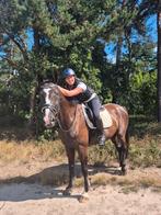 Gezocht allround/springpaard, Dieren en Toebehoren, Paarden, Springpaard, Niet van toepassing, 3 tot 6 jaar, Meerdere dieren