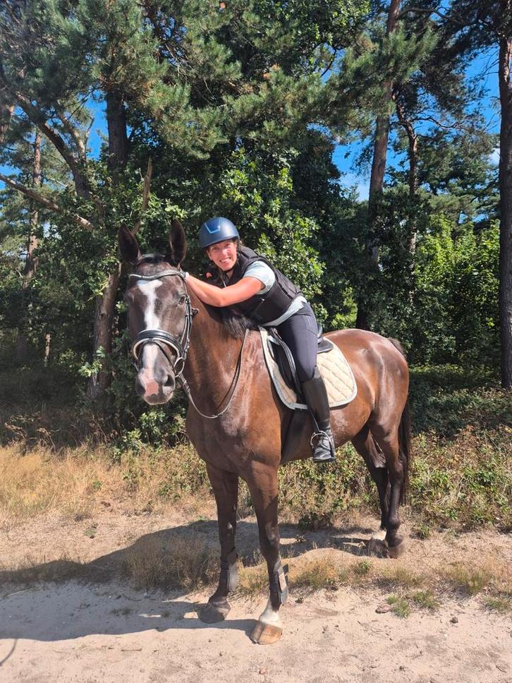 Gezocht allround/springpaard, Dieren en Toebehoren, Paarden, Meerdere dieren, Niet van toepassing, 165 tot 170 cm, 3 tot 6 jaar