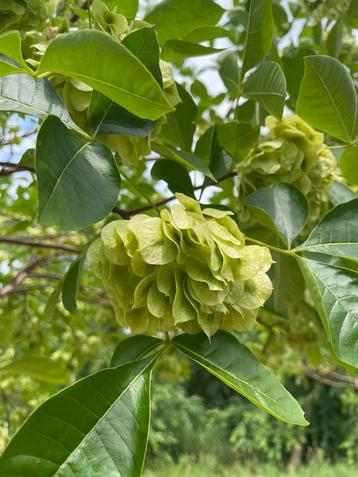 Lederboom / Hopboom / Ptelea Trifoliata beschikbaar voor biedingen