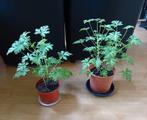 citroen geranium binnenplant, Huis en Inrichting, Kamerplanten, Ophalen, Overige soorten, In pot, Minder dan 100 cm