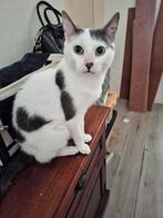 Goed huisje gezocht, Meerdere dieren