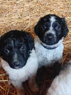 Prachtige friese stabij pups, Overige rassen, 8 tot 15 weken, Meerdere, Meerdere dieren