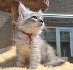 Meest prachtige lieve Siberische kittens, Meerdere dieren, Gechipt, 0 tot 2 jaar