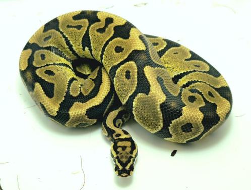2022: 1.0 Spotnose dh. Desert ghost clown/cryptic, Dieren en Toebehoren, Reptielen en Amfibieën, Slang, 3 tot 6 jaar, Tam