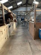 Stalling/paddock/weidegang aangeboden in Oterleek, Weidegang, 1 paard of pony