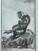 OUD 1770 Mangabey met witte kraag aap Ets, Antiek en Kunst, Kunst | Etsen en Gravures, Ophalen of Verzenden