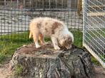 Border collie pupjes, Dieren en Toebehoren, Honden | Herdershonden en Veedrijvers, België, Fokker | Hobbymatig, CDV (hondenziekte)