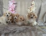 Maltipoo Pup,s Abricot, Dieren en Toebehoren, Honden | Chihuahua's en Gezelschapshonden, Overige rassen, CDV (hondenziekte), 8 tot 15 weken