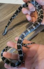 Korenslang, Dieren en Toebehoren, Reptielen en Amfibieën